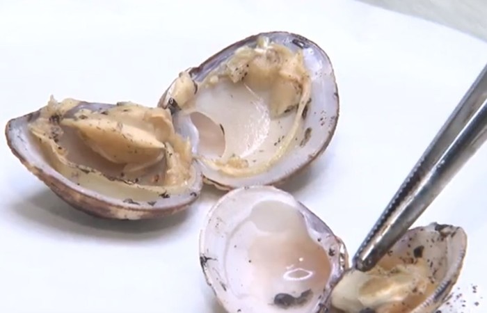 Os pequisadores ainda não sabem dizer se a substância analisada é contaminável, mas indicam a população que, por precaução, evitem consumir animais vindos das áreas afetadas pelo óleo/Foto: Reprodução/TV Bahia. Os pequisadores ainda não sabem dizer se a substância analisada é contaminável, mas indicam a população que, por precaução, evitem consumir animais vindos das áreas afetadas pelo óleo/Foto: Reprodução/TV Bahia.