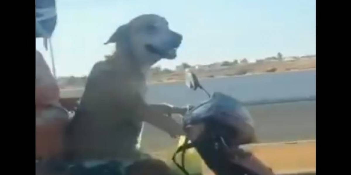 Animal estava acompanhado de dois homens, que estavam na garupa./Foto: Reprodução/Internet