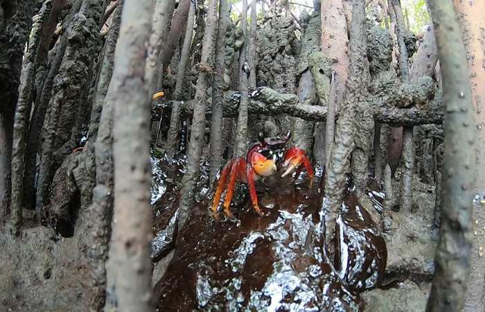 Manguezais em Pernambuco são atingidos por óleo que assola costa brasileira desde setembro./Foto: Clemente Coelho Júnior/IBB/Reprodução Manguezais em Pernambuco são atingidos por óleo que assola costa brasileira desde setembro./Foto: Clemente Coelho Júnior/IBB/Reprodução