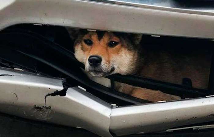 De acordo com a polícia de Rotterdam (EUA), a motorista sabia que tinha atingido alguma coisa e percebeu que o carro tinha sido danificado, mas hora nenhuma viu o cachorro./Foto: Divulgação/Rotterdam Police Department De acordo com a polícia de Rotterdam (EUA), a motorista sabia que tinha atingido alguma coisa e percebeu que o carro tinha sido danificado, mas hora nenhuma viu o cachorro./Foto: Divulgação/Rotterdam Police Department