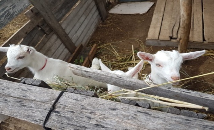 Ações que visam o melhoramento genético dos animais e o fortalecimento da cadeia produtiva./Foto: Álvaro França/Divulgação