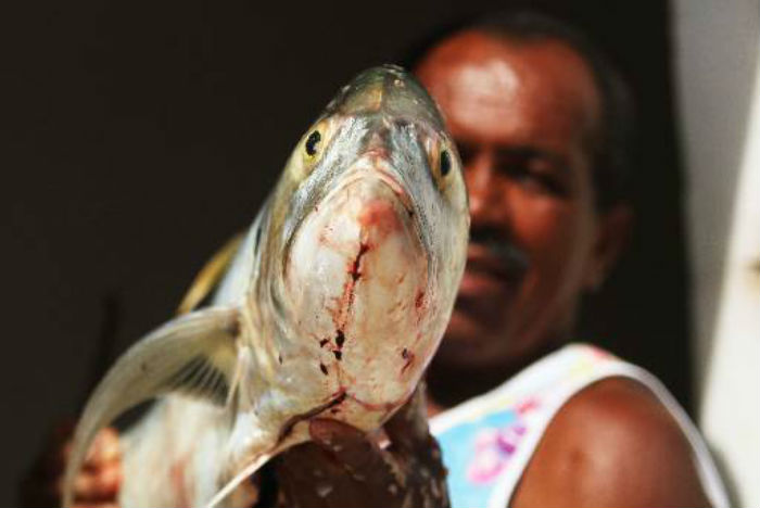 /Foto: Peu Ricardo/DP.