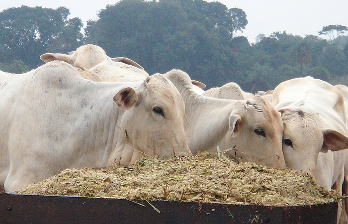 Os EUA suspenderam a compra de carne bovina in natura do Brasil em meados de 2017, na esteira da operação Carne Fraca, que revelou um esquema de adulteração do produto vendido no mercado interno e externo./Foto: FMVZ/ USP
