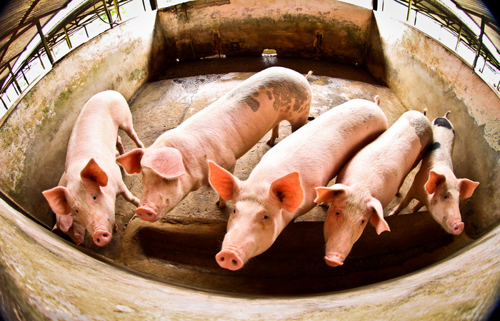 "Sete estabelecimentos de Santa Catarina foram habilitados a vender miúdos suínos para a China. A abertura desse mercado pode movimentar no próximo ano US$ 2 bilhões", publicou o Ministério da Agricultura no Twitter./Foto: Thiago Gomes/ SUSIPE