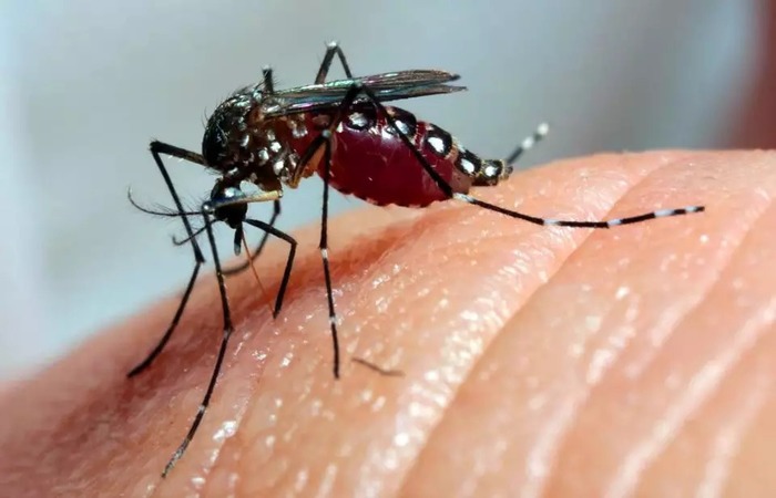 Em 20 dias, desde o último levantamento, foram notificados 15,2 mil novos casos e 21 mortes por dengue no País