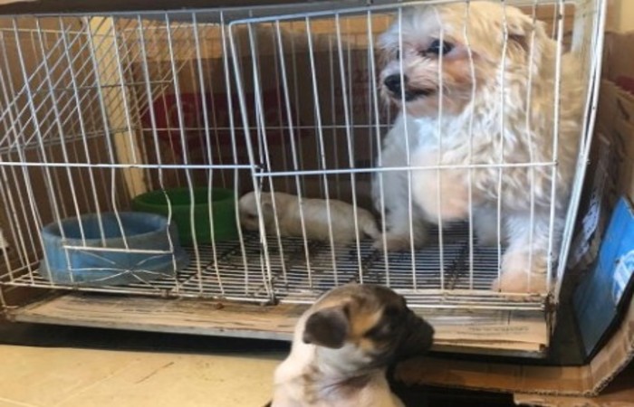 Animais viviam presos em gaiolas e foram encaminhados a lares provisórios/Foto: Divulgação/PCMG