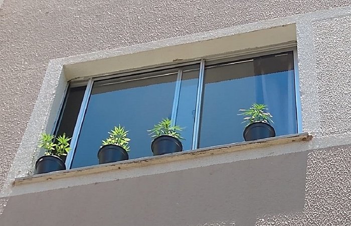 Segundo o boletim de ocorrência, a Polícia Militar chegou até o imóvel após denúncia anônima dizendo que uma moradora do condomínio estaria cultivando maconha no apartamento/Foto: Arquivo Pessoal Segundo o boletim de ocorrência, a Polícia Militar chegou até o imóvel após denúncia anônima dizendo que uma moradora do condomínio estaria cultivando maconha no apartamento/Foto: Arquivo Pessoal