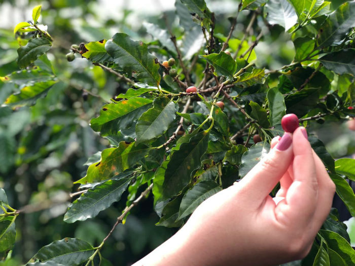 De olho no boom de consumidores interessados nos bastidores da extração do café, propriedades rurais de Taquaritinga do Norte passaram a abrir as portas para os consumidores./Foto: Anamaria Nascimento/DP De olho no boom de consumidores interessados nos bastidores da extração do café, propriedades rurais de Taquaritinga do Norte passaram a abrir as portas para os consumidores./Foto: Anamaria Nascimento/DP
