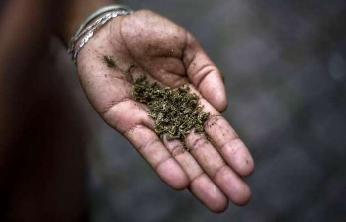Cerca de 14,6% dos uruguaios usam a maconha para fins recreativos./Foto: Miguel Schincariol/AFP