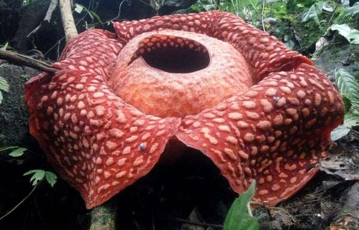A gigante Rafflesia tuan-mudae avistada - uma flor vermelha com manchas esbranqui&ccedil;adas nas p&eacute;talas enormes - mede 111 cent&iacute;metros de di&acirc;metro./Foto: Handout/West Sumatra Bksda/AFP