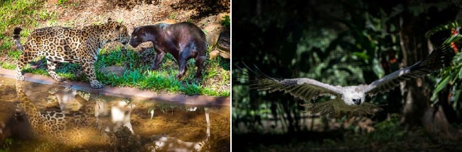 Onças pintadas e harpias vivem na reserva ambiental de itaipu