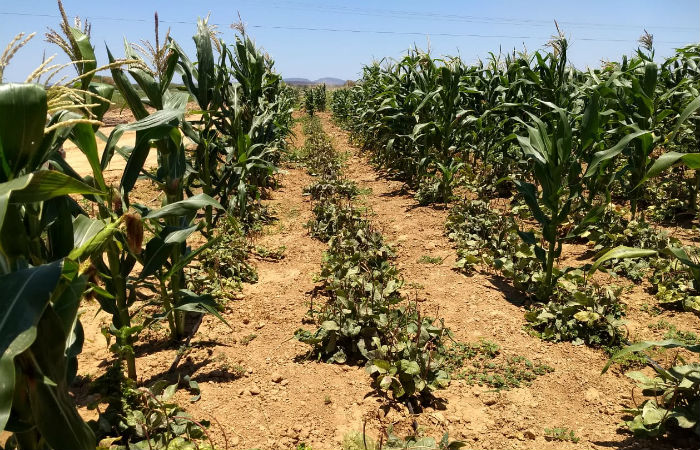 Os agricultores que tiveram perdas de 50% ou mais de suas lavouras na safra 2018-2019 começarão a receber os pagamentos./Foto: Divulgação