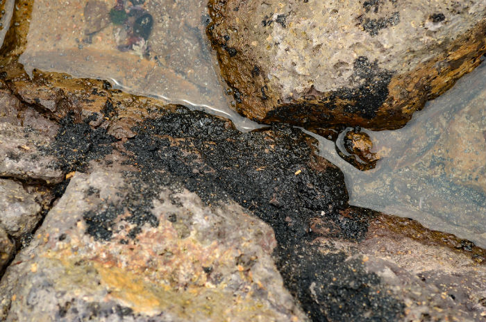 Fragmentos de óleo continuam nas rochas da praia./Foto: Lu Rocha/Divulgação