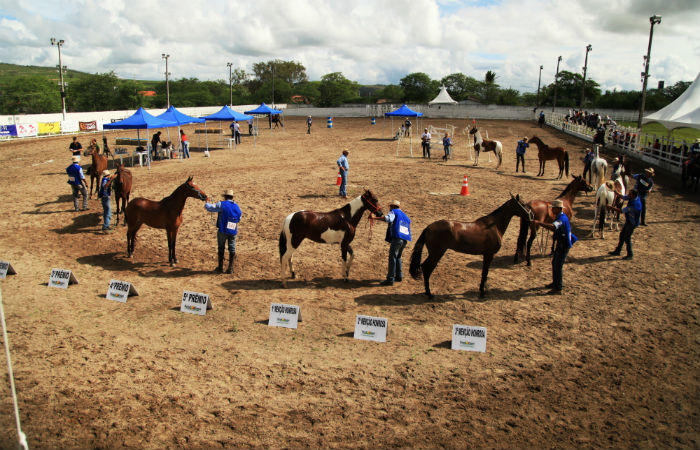 O Haras Maracaípe receberá competição de cavalos Mangalarga Marchador/Foto: Divulgação/ Faepe O Haras Maracaípe receberá competição de cavalos Mangalarga Marchador/Foto: Divulgação/ Faepe