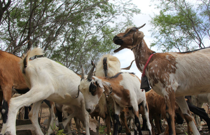 Objetivo é atender a uma demanda por carne de bode e leite de cabra, que surgiu durante uma missão do Consórcio Nordeste na Europa, em novembro de 2019./Foto: Edilson Júnior / SDA
