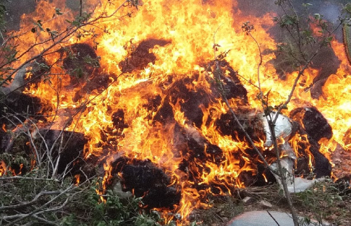 Segundo a PF, maconha incinerada n&atilde;o &eacute; apta para a fabrica&ccedil;&atilde;o de rem&eacute;dios./Foto: Divulga&ccedil;&atilde;o/PF