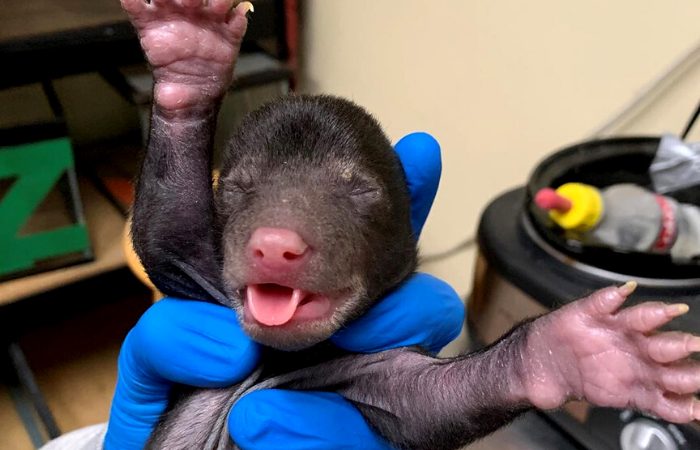 Com cerca de duas semanas de vida, o animal não apresentava nenhum machucado/Foto: Reprodução/Instagram/Wild Life Center of Virginia
