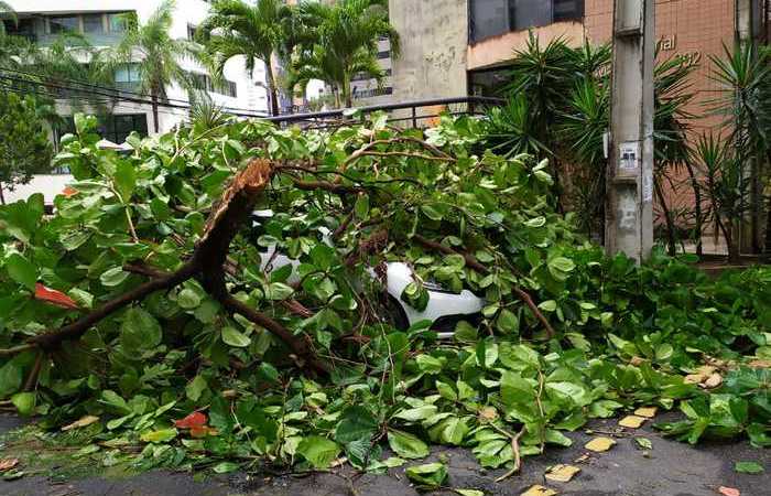 Árvore cai por cima de carro na rua Francisco da Cunha, na altura do Colégio Boa Viagem, Zona Sul
