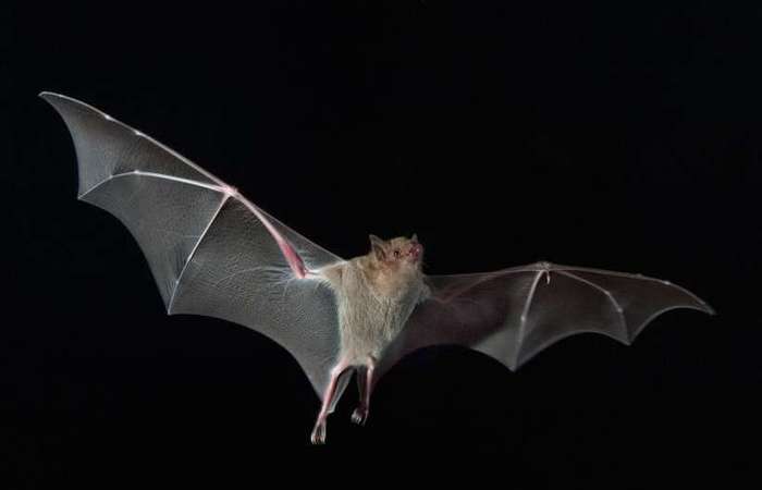 /Foto: IOPScience/Divulgação /Foto: IOPScience/Divulgação