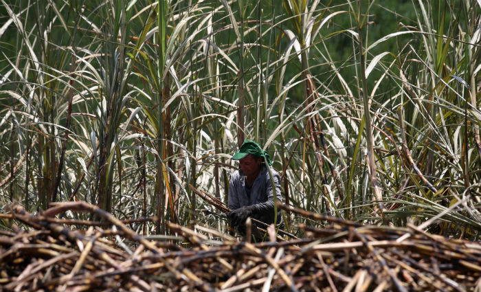Houve uma queda no preço básico da commodity entre 15% e 21%, nos últimos trinta dias, depois de um período em que havia a sinalização de recuperação./Foto: Teresa Maia / Arquivo DP.Foto Houve uma queda no preço básico da commodity entre 15% e 21%, nos últimos trinta dias, depois de um período em que havia a sinalização de recuperação./Foto: Teresa Maia / Arquivo DP.Foto
