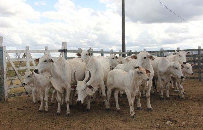 As informações de como proceder e o link para a plataforma estão disponíveis no site da Adagro (www.adagro.pe.gov.br)/Edilson Júnior/SDA As informações de como proceder e o link para a plataforma estão disponíveis no site da Adagro (www.adagro.pe.gov.br)/Edilson Júnior/SDA