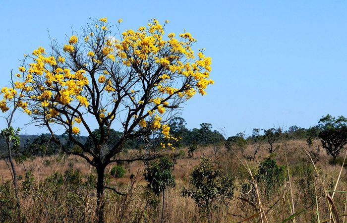 No mesmo período, a área agrícola cresceu 44,8%./Foto: Toninho Tavares/Agência Brasília