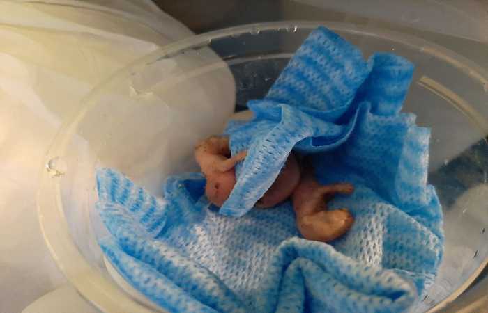 /Foto: Divulga&ccedil;&atilde;o/CPRH