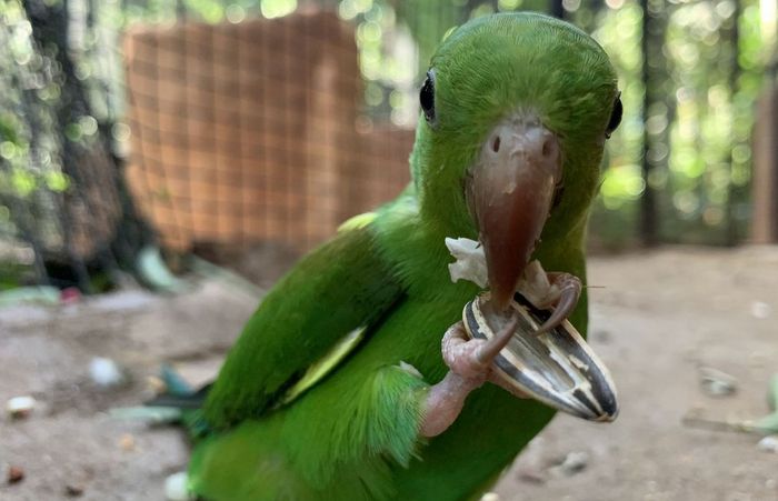 /Foto: Viveiro Cecropia / Divulgação