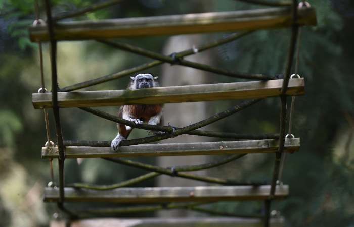 Primatas são os bichos com maior probabilidade de abrigar vírus zoonóticos./Foto: Joaquin Sarmiento/AFP.