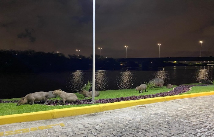 /Foto: Internet/Reprodução
