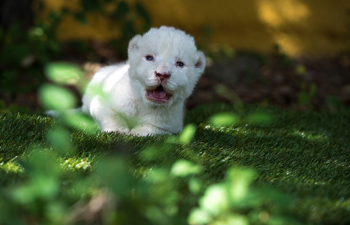 White King é o primeiro leão branco que vem ao mundo em um parque zoológico na Espanha/Foto: Cristina Quicler/AFP White King é o primeiro leão branco que vem ao mundo em um parque zoológico na Espanha/Foto: Cristina Quicler/AFP