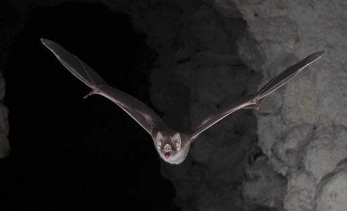 /Foto: Brock Fenton/Nature Publishing Group/AFP