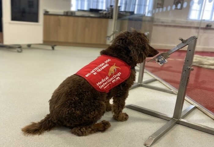 /Foto: Twitter/Medical Detection Dogs