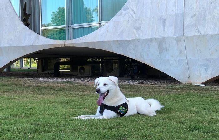 Michelle Bolsonaro criou um perfil para o cão nas redes sociais, que logo se encheu de seguidores/Foto: Reprodução/Instagram Michelle Bolsonaro criou um perfil para o cão nas redes sociais, que logo se encheu de seguidores/Foto: Reprodução/Instagram