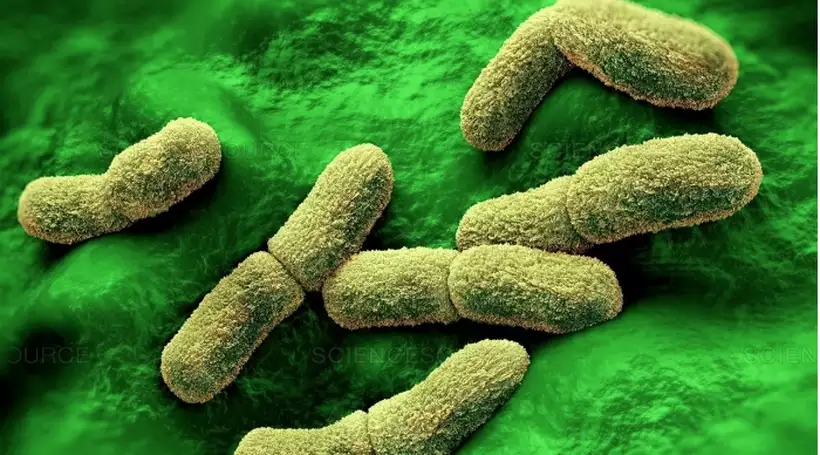 Yersinia pestis, bacilo causador da peste bubônica/Foto: Science/Divulgação Yersinia pestis, bacilo causador da peste bubônica/Foto: Science/Divulgação