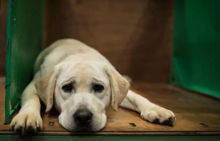 Pesquisa foi feita com labradores: o envelhecimento é mais rápido no início da vida e vai desacelerando/Foto: AFP / OLI SCARFF Pesquisa foi feita com labradores: o envelhecimento é mais rápido no início da vida e vai desacelerando/Foto: AFP / OLI SCARFF