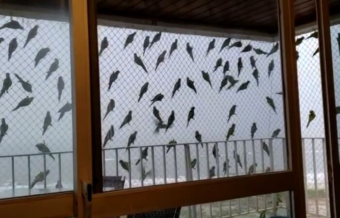 Aves se abrigam em rede de proteção de apartamento após corte de árvores/Foto: Reprodução/Redes Sociais Aves se abrigam em rede de proteção de apartamento após corte de árvores/Foto: Reprodução/Redes Sociais