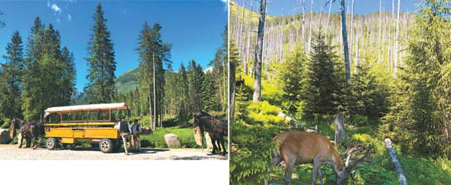 Por todo o percurso há pontos de apoio para os viajantes, completando o cenário lúdico do lugar. Durante a trilha há opção de cortar pequenos atalhos pela floresta para se inserir na natureza
