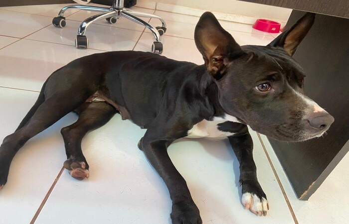 Kiara está se recuperando em cínica veterinária/Foto: Divulgação/Bruna Karolliny Kiara está se recuperando em cínica veterinária/Foto: Divulgação/Bruna Karolliny