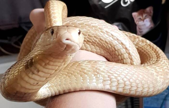 Naja kaouthia que picou o estudante de medicina veterin&aacute;ria em Bras&iacute;lia/