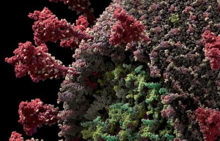 /Foto: Reprodução/Visual Science