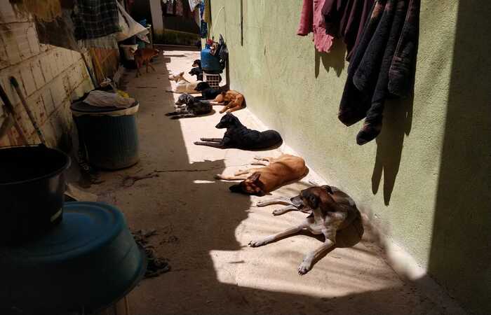 Abrigo, localizado na Mata Norte, é o lar de 163 cães