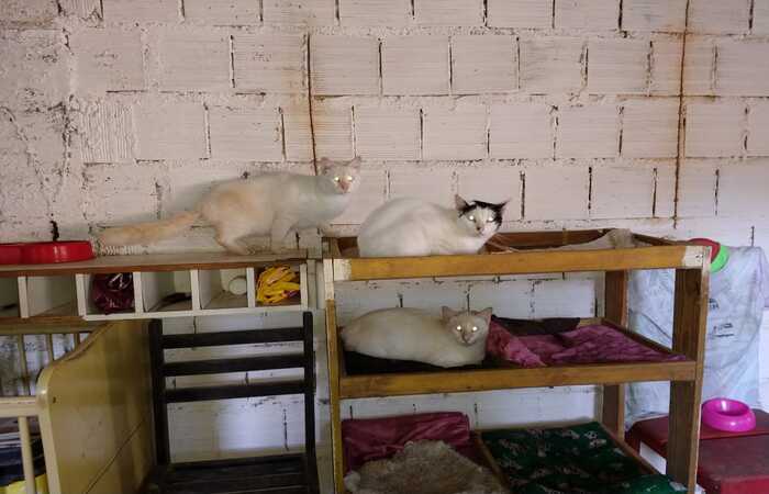 Cinquenta e oito gatos vivem sob os cuidados das duas aposentadas