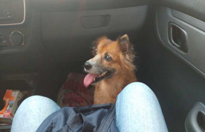A cadela Brenda, resgatada por Fátima após ser abandonada