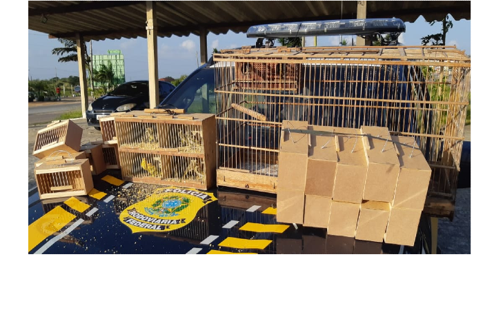 Pássaros haviam sido adquiridos em Caruaru e seriam comercializados no Recife/Foto: PRF / Divulgação Pássaros haviam sido adquiridos em Caruaru e seriam comercializados no Recife/Foto: PRF / Divulgação