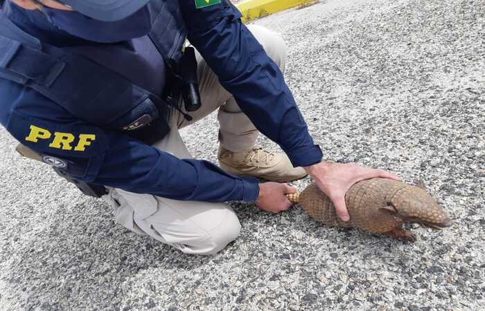 /Foto: PRF/divulgação /Foto: PRF/divulgação