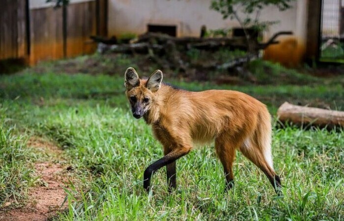/Foto: Marcella Lasneaux/Divulgação/Zoo de Brasília /Foto: Marcella Lasneaux/Divulgação/Zoo de Brasília
