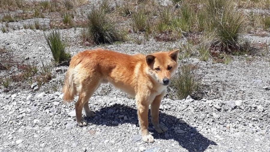 Cão cantor foi visto na natureza pela última vez na década de 1970/Foto: Reprodução/New Guinea Highland Wild Dog Foundation Cão cantor foi visto na natureza pela última vez na década de 1970/Foto: Reprodução/New Guinea Highland Wild Dog Foundation