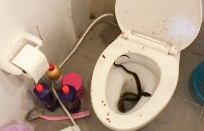 A cobra, do gênero píton, que mordeu pênis de jovem na Tailândia/Foto: Reprodução/Twitter