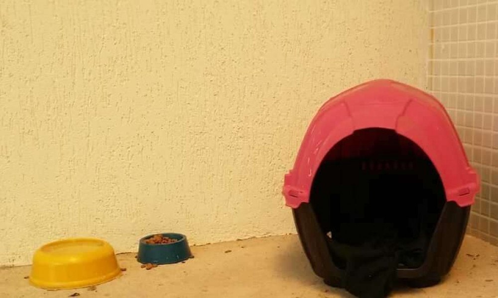 Casinha doada por uma das visitas do hospital